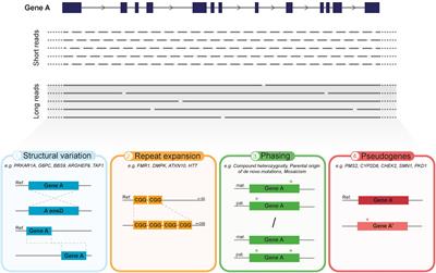 Long-Read Sequencing Emerging in Medical Genetics